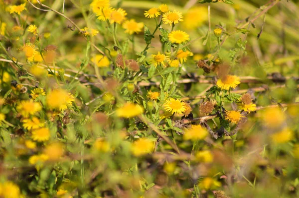 前景に焦点を当て選択的に一般的なフラバネの花のクローズアップ — ストック写真