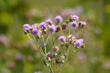 Arka planda yeşil bulanık bitkilerle sürünen devedikeni çiçeklerine yakın plan