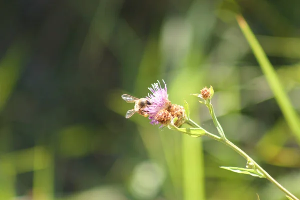 蜂の密接なアップ背景にぼやけた緑の植物と忍び寄るアザミの花を受粉 — ストック写真