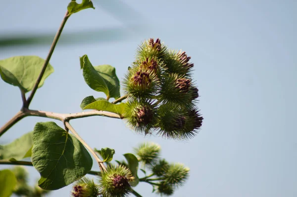 Arka Planda Mavi Gökyüzü Olan Daha Burdock Tomurcuklarına Yakın Çekim — Stok fotoğraf