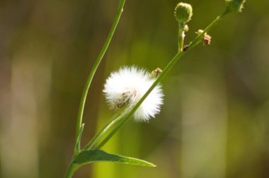 Arka planda yeşil bulanık bitkiler olan tüylü, yaygın dişi domuz tohumlarının yakın çekimi