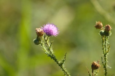Yeşil bulanık arkaplan ile çiçek açmış dikensiz devedikeni yakın plan