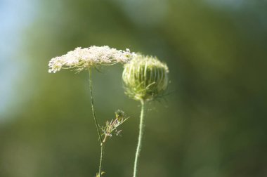 Arka planda bulanık havuç tomurcuğu olan yabani havuç çiçeğinin yakın çekimi