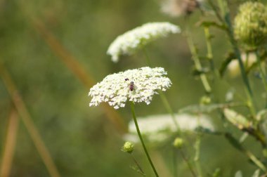 Böceğin ön planda seçici odaklı yaban havucu çiçeğine yakın plan