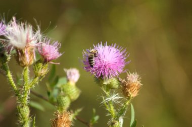 Arı tozlaşan dikenli, tüysüz devedikeni çiçeğinin ön planda seçici bir odak noktası var.