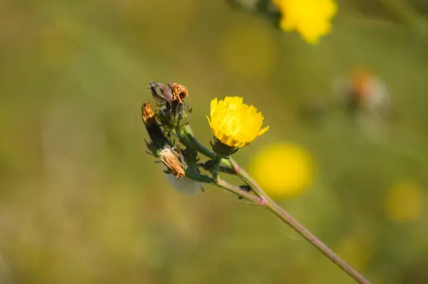 Närbild Gul Hawkweed Oxtongue Blomma Med Grön Suddig Bakgrund — Stockfoto