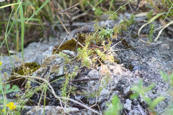 Close-up of hedge bedstraw growing on stone with selective focus on foreground