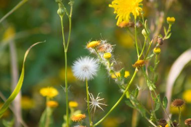 Tüylü tohum ve çiçeklerin ön planda seçici bir odak noktası olan ortak zemin kaplaması