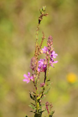 Arka planda yeşil bulanık bitkiler olan mor gevşek çiçeğin yakın çekimi
