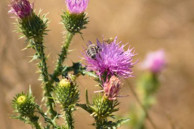 Arı tozlaşan dikenli, tüysüz devedikeni çiçeğinin ön planda seçici bir odak noktası var.
