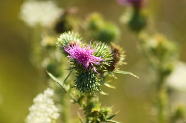 Dikenli tüysüz devedikeni tomurcuğunun ön plana seçici bir şekilde odaklanmış yakın plan görüntüsü