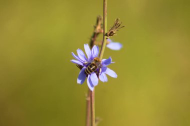 Arının, yeşil bulanık arkaplanı olan sıradan bir hindiba çiçeğini döllemesine yakın plan