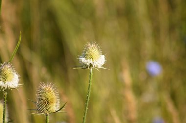 Arka planda çiçek yaprakları ve yeşil bulanık bitkilerle birlikte yabani çaydanlık yeşil tohumlarının yakın çekimi
