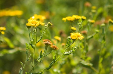 Sıradan pire çiçeklerinin ön plana seçici bir odak noktasıyla çiçek açtığı yakın plan