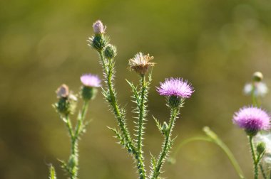 Arka planda yeşil bulanık bitkiler olan dikensiz devedikeni çiçeklerine yakın çekim