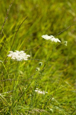 Vahşi havuç çiçeğinin ön planda seçici bir odak noktasıyla çiçek açtığı yakın plan.