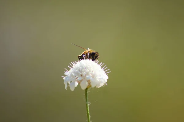 Крупный План Пчелы Опыляющей Мелкий Чешуйчатый Цветок Зеленым Размытым Фоном — стоковое фото