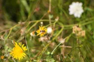 Arının ön planda seçici odaklı sıradan dişi devedikeni çiçeğine yakın plan görüntüsü