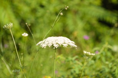 Arka planda canlı yeşil bulanık bitkilerle birlikte havuç çiçeğinin yakın plan görüntüsü