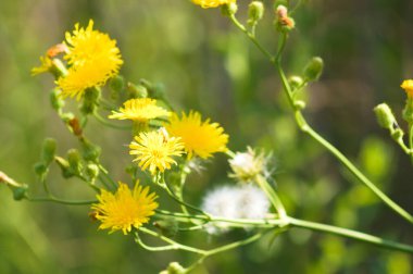 Uzun ömürlü dişi devedikeni sarı çiçeklerinin ön planda seçici bir odak noktası vardır.