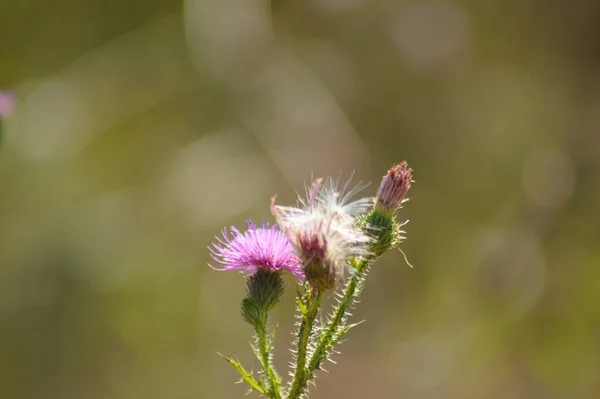 Primer Plano Flor Cardo Sin Plumas Espinosa Con Fondo Borroso — Foto de Stock