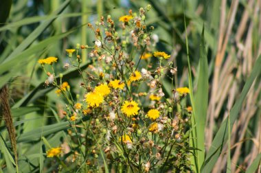 Uzun ömürlü dişi devedikeni çiçeklerinin ön planda seçici bir odak noktası vardır.