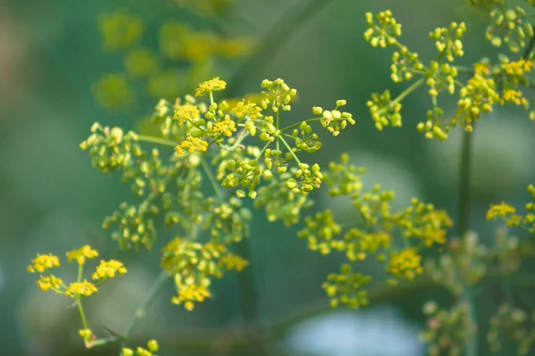 Close Yellow Parsnip Selective Focus Foreground — 스톡 사진