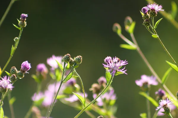 Önplanda seçici odaklı kahverengi knapweed çiçeklerine yakın plan ve bulanık arkaplan