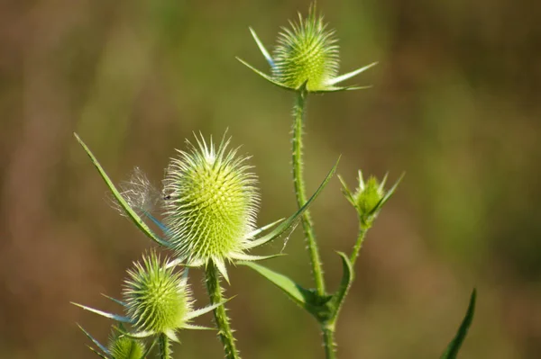 Gros Plan Sur Les Graines Teasel Vert Fond Flou — Photo