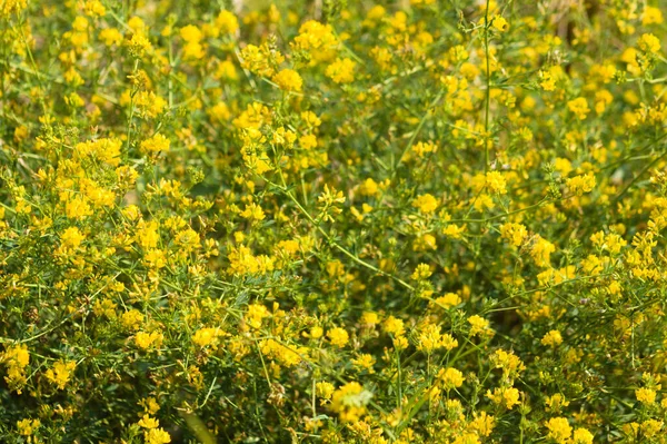Sarı orak sıhhiye çiçeklerinin ön planda seçici bir odağı var.