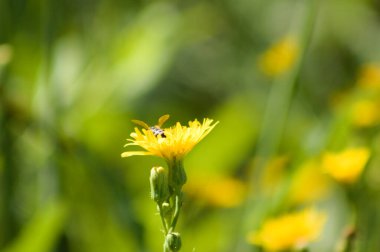 Arı tarafından polenlenmiş ve arka planda yeşil bulanık bitkiler bulunan uzun ömürlü dişi domuzun yakın çekimi