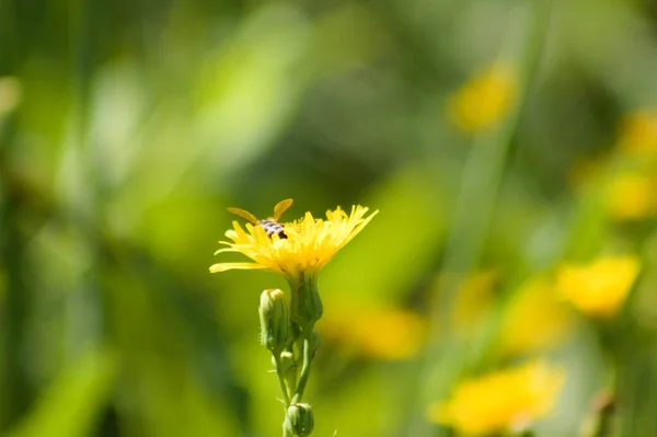 背景に緑色のぼやけた植物と蜂の側のビューによって受粉多年生の綿毛の花のクローズアップ — ストック写真