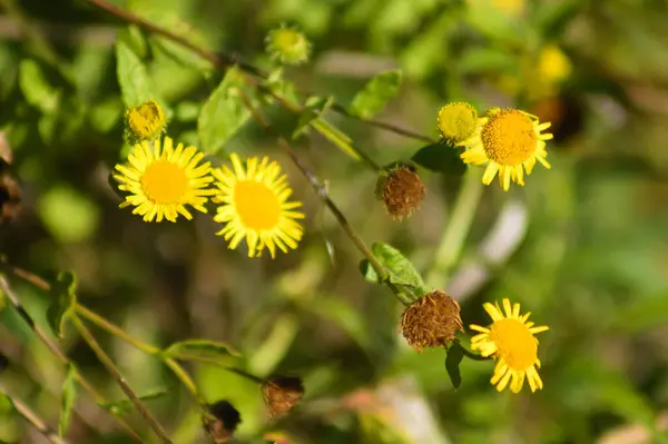 Närbild Vanliga Loppblommor Med Selektivt Fokus Förgrunden — Stockfoto