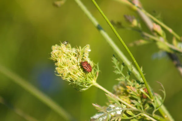 緑のぼやけた植物を背景に野生のニンジンの芽に赤い悪臭のバグのクローズアップ — ストック写真