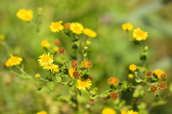 Closeup Common Fleabane Flowers Other Blurred Plants Background ストック画像