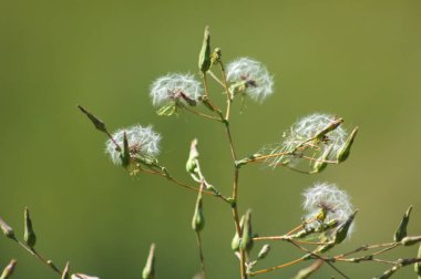 Yakın plan yeşil bulanık arkaplan ile dikenli marul kabarık tohumlar