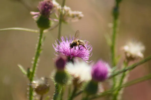 Nahaufnahme Einer Biene Die Stachelige Gefiederlose Distelblume Bestäubt Mit Selektivem — Stockfoto
