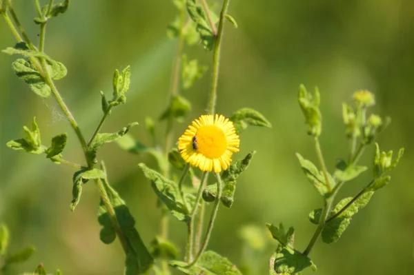 Nahaufnahme Des Gemeinen Flohs Mit Einem Käfer Und Selektivem Fokus — Stockfoto