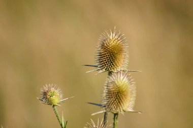Arka planda diğer bulanık bitkilerle birlikte kahverengi çay çekirdeğine yakın plan