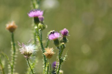 Dikensiz dikensiz devedikeni çiçeklerinin ön planda seçici bir odak noktası vardır.