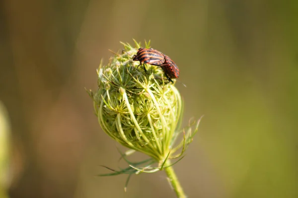 Close Copulating Red Stink Bugs Wild Carrot Bud Selective Focus — Stock Photo, Image