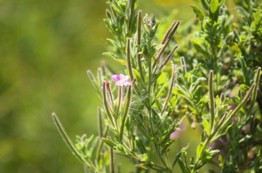 Kıllı tomurcukların ve çiçeklerin ön planda seçici bir odak noktası var.