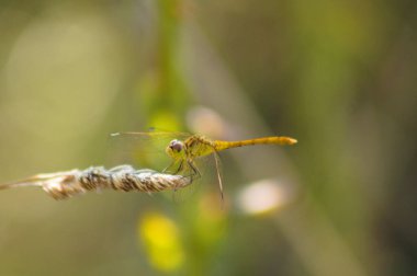 Sarı yusufçuğa yakın plan ön plan odaklı bitki manzaralı