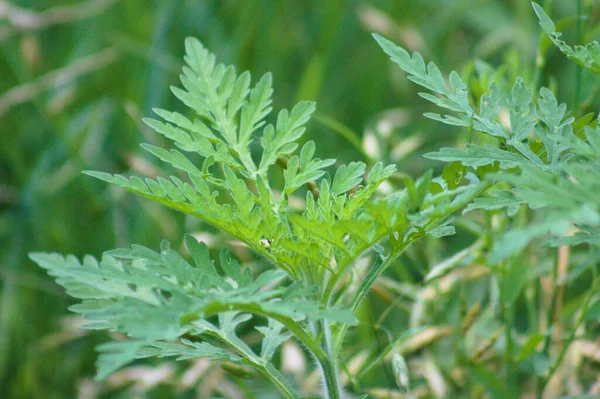 Ambrosia 'da. Yeşil yosun yapraklarının ön planda seçici bir odak noktası var.