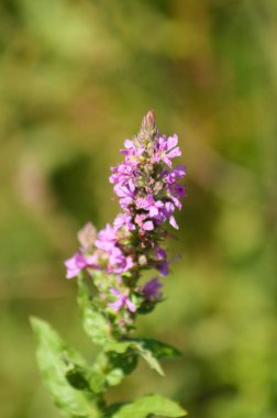 Arka planda yeşil bulanık bitkiler olan mor gevşek çiçeğin yakın çekimi