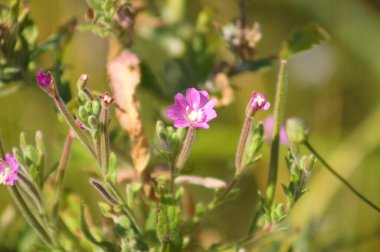 Kıllı soluk benekli çiçeklerin yakın plan çekimleri