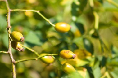 Arka planda yeşil buğulanmış bitkiler olan yeşil gül kalça meyvelerinin yakın çekimi