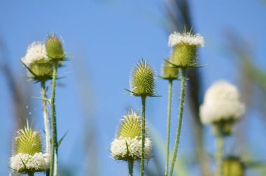 Önplan ve mavi gökyüzü arkaplanı üzerine seçici odaklı yeşil çay çekirdeği tohumlarına yakın plan