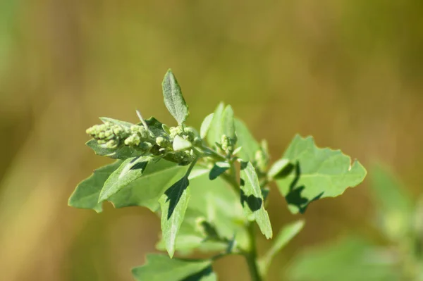 Close Pigweed Leaves Buds Selective Focus Foreground — Foto Stock