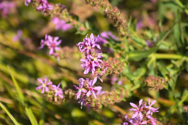 Mor gevşek çiçeklerin yakın plan çekimleri ve seçici bir şekilde ön plana odaklanma